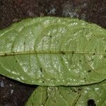 Eumachia sciadephora Leaf