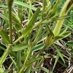 Cycnium tubulosum Leaf