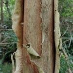 Melaleuca styphelioides Bark