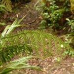 Abrodictyum cupressoides Leaf