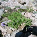 Polemonium elegans 整株植物