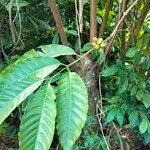 Coffea canephora Blatt