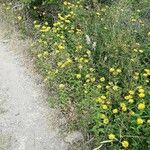 Inula salicina Libunga