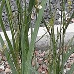 Panicum virgatum 葉