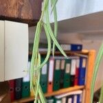 Hoya linearis Blad