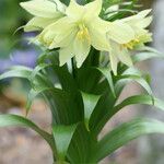 Fritillaria raddeana