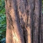 Pouteria campechiana Bark