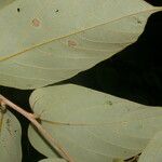 Cordia bicolor Leaf