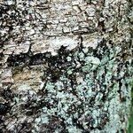 Betula pubescens Bark