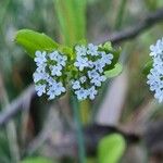 Valeriana locusta Flower