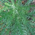 Euryops pectinatus List