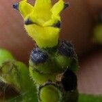 Palicourea brachiata Λουλούδι