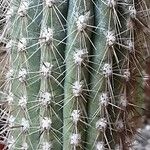 Weberbauerocereus longicomus Yaprak