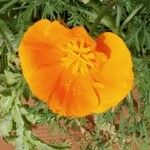 Eschscholzia californicaFlor