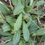 Bellis sylvestris Leaf