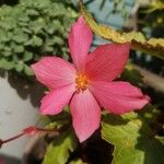 Hibiscus martianus Цвят
