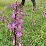 Anacamptis palustris Цвят