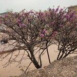 Cercis siliquastrumঅভ্যাস