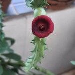 Huernia schneideriana Lorea