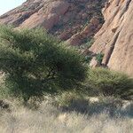 Vachellia tortilis Hoja