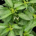 Capsicum annuum Blatt