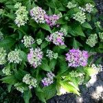 Hydrangea macrophylla Хабит