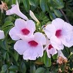 Pandorea pandorana പുഷ്പം