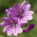 Malva sylvestris Květ