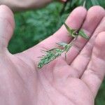 Artemisia vulgaris പുഷ്പം