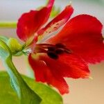 Alstroemeria aurea Flower