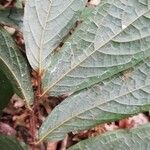 Dichapetalum lujae Hoja