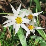 Tulipa sylvestrisFlower