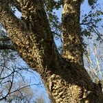 Quercus suber Corteccia