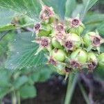 Crataegus punctata Fruto