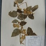 Clematis buchananiana Други