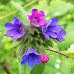 Pulmonaria longifoliaFleur