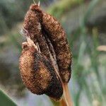 Typha latifolia Frucht