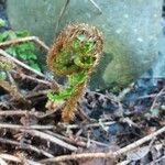 Dryopteris cambrensis পাতা