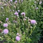 Cirsium arvenseЦветок