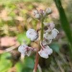 Pyrola rotundifolia Çiçek