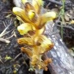 Orobanche flava Flor