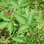 Rubus praticolor Outro