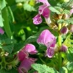 Lamium maculatumVirág