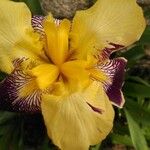 Iris variegata Кветка