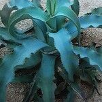 Agave gypsophila Hoja