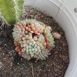 Sedum rubens Hoja