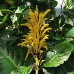 Justicia aurea ফুল