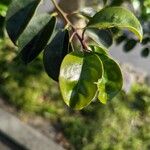 Ilex rotunda Leaf