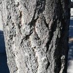 Ginkgo biloba Bark