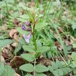 Vicia sepiumLehti